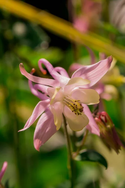 Krásná Jemná Květina Aquilegia Babička Kapota — Stock fotografie