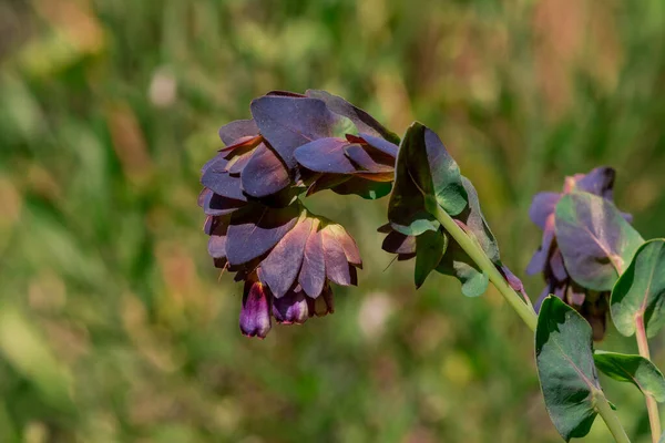 Cerinthe Grote Purpurascens Blauwe Honingkruid Eenjarige Plant — Stockfoto
