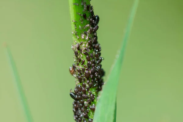 stock image Insects parasites of aphids on green leaves 
