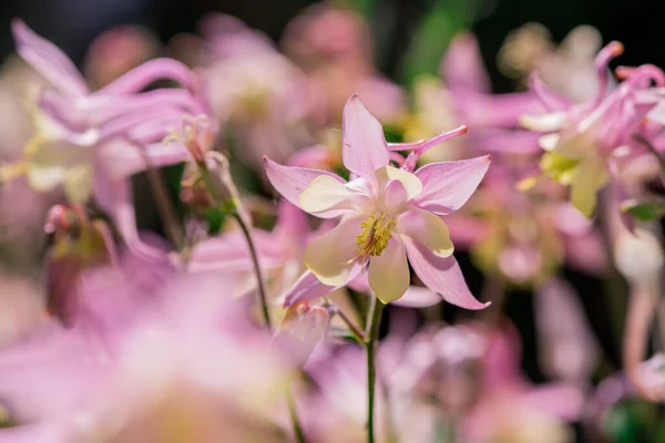 stock image Beautiful delicate flower of the aquilegia (granny bonnet) 