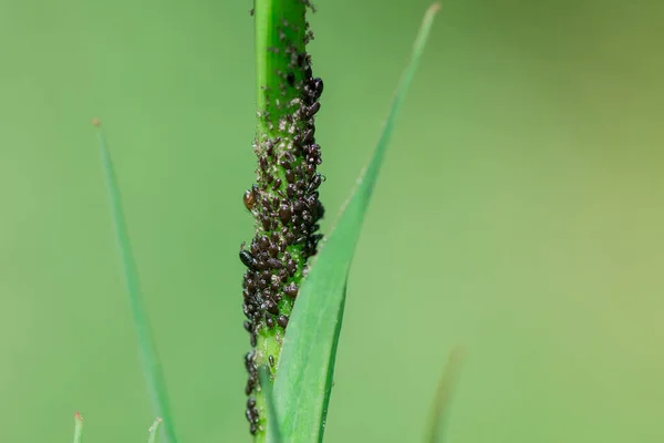 Insekten Parasiten Von Blattläusen Auf Grünen Blättern — Stockfoto