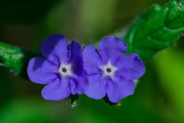 Myosotis Alpestris Hermosas Flores Azules Pequeñas Olvides —  Fotos de Stock