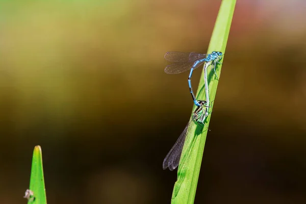 Libelle Auf Urlaub Fischteich — Stockfoto