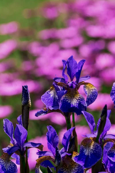 Flor Iris Azul Frente Hojas Verdes —  Fotos de Stock