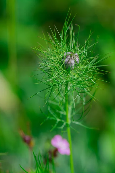 stock image  flower buds of Nigella damascena LOVE IN A MIST