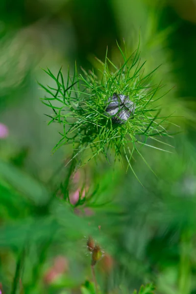 니겔라 다마시아 사랑의 꽃봉오리 — 스톡 사진