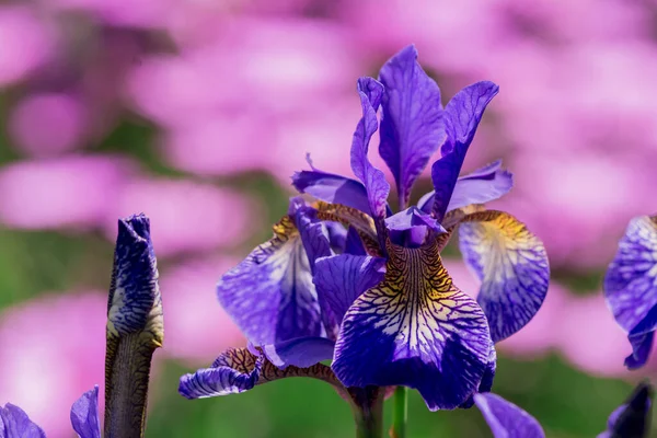Niebieski Irys Kwiat Przed Zielonych Liści — Zdjęcie stockowe