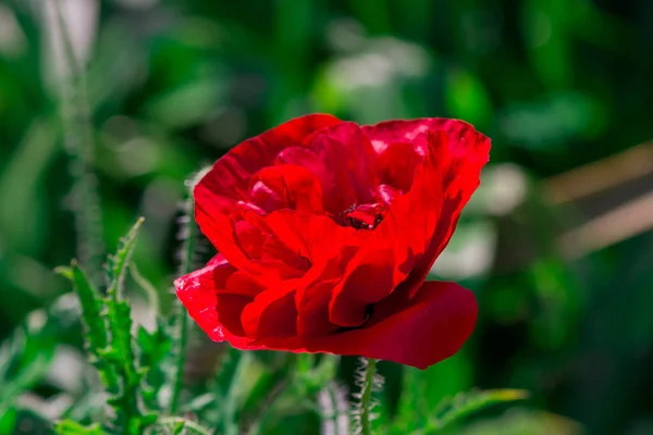 Квітучі Макові Квіти Лузі — стокове фото