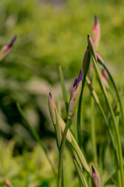 Blaue Irisblüte Vor Grünen Blättern — Stockfoto