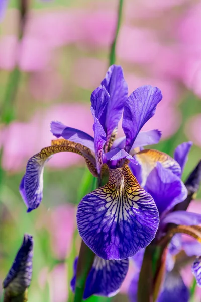 Niebieski Irys Kwiat Przed Zielonych Liści — Zdjęcie stockowe