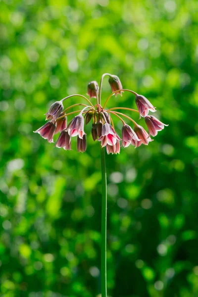 Tavaszi Virágok Nectaroscordum Siculumon — Stock Fotó