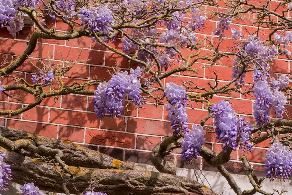 stock image Light violet wisteria flowersblooming in a garden