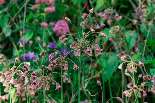 Flores Primavera Siculum Nectaroscordum — Fotografia de Stock