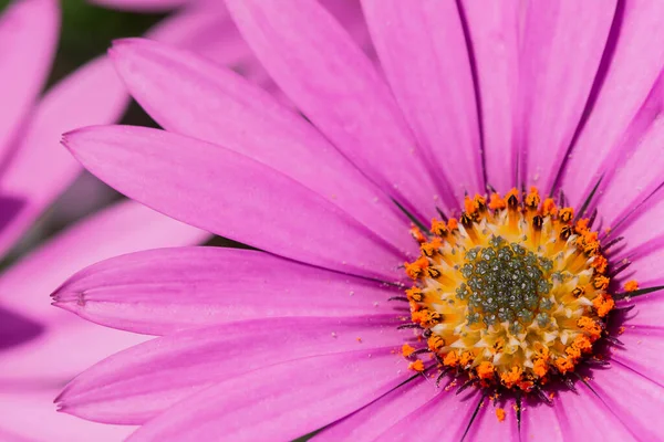 Μακρο Φωτογραφία Από Φωτεινά Ροζ Φρέσκα Λουλούδια Christantemum — Φωτογραφία Αρχείου