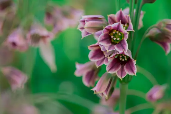 stock image Spring blossoms on a Nectaroscordum siculum