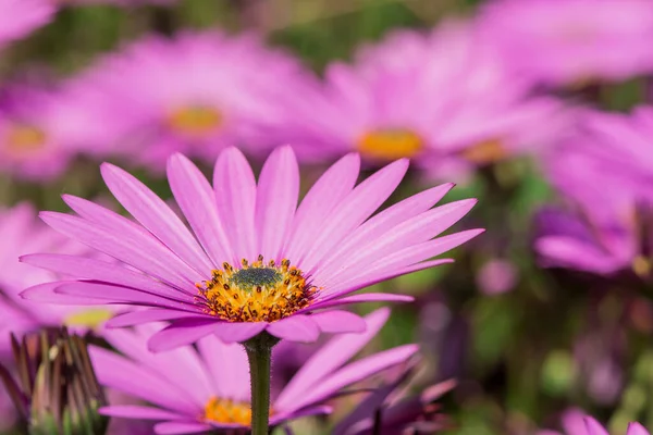 Макро Фото Ярко Розовых Свежих Цветов Хризантемы — стоковое фото