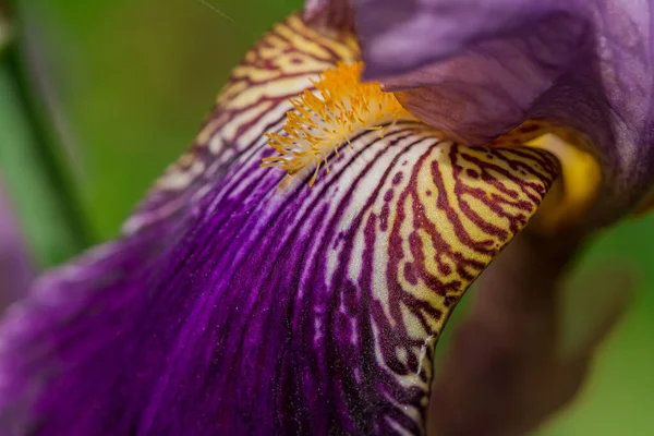 Blauwe Iris Bloem Voor Groene Bladeren — Stockfoto