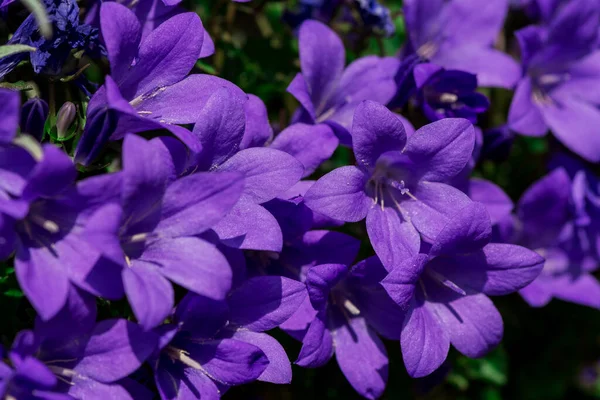 Myosotis Alpestris Beautiful Small Blue Flowers Forget — Stock Photo, Image