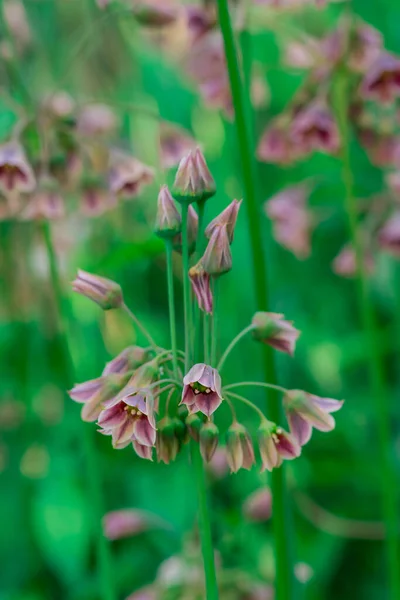 Nectaroscordum Siculum Unda Bahar Çiçekleri Açar — Stok fotoğraf
