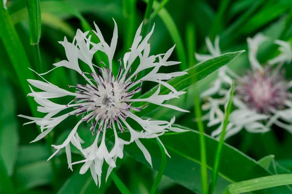 Perenn Blåklint Eller Centaurea Montana Blomma — Stockfoto
