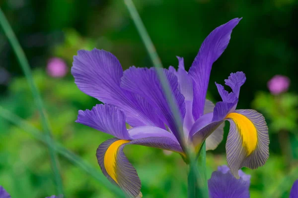 Flor Iris Azul Frente Hojas Verdes — Foto de Stock