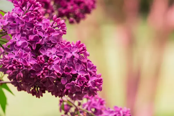 Wiosenna Gałąź Liliowych Kwiatów Naturalne Tło — Zdjęcie stockowe
