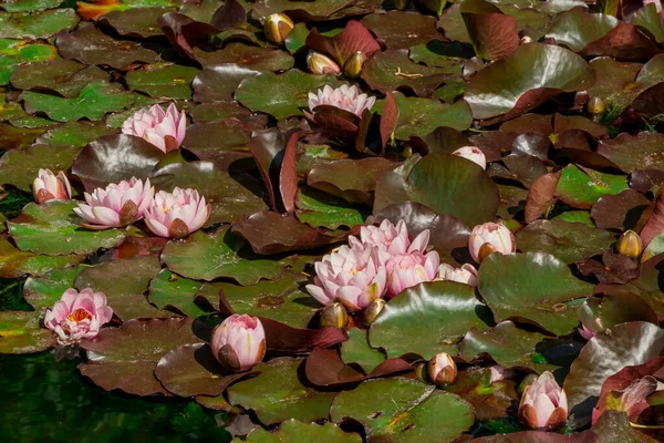 Close Water Lily Various Colour — Stock Photo, Image