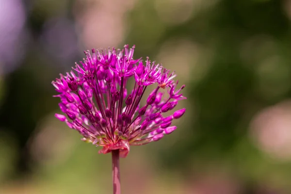 Cabeças Flor Allium Gigante Sol — Fotografia de Stock