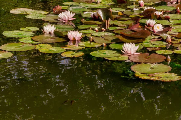 Close Water Lily Various Colour — Stock Photo, Image
