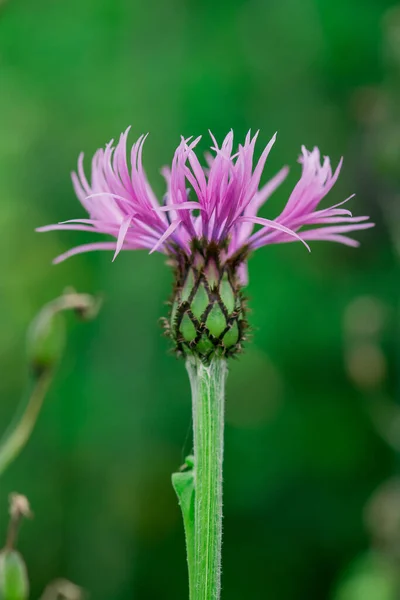 Perennial Cornflower Centaurea Montana Flower — Stock Photo, Image