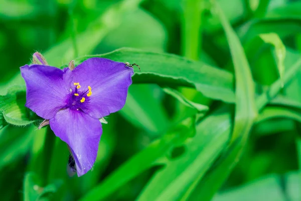 Κοντινό Πλάνο Των Λουλουδιών Prairie Spiderwort Tradescantia Occidenta — Φωτογραφία Αρχείου