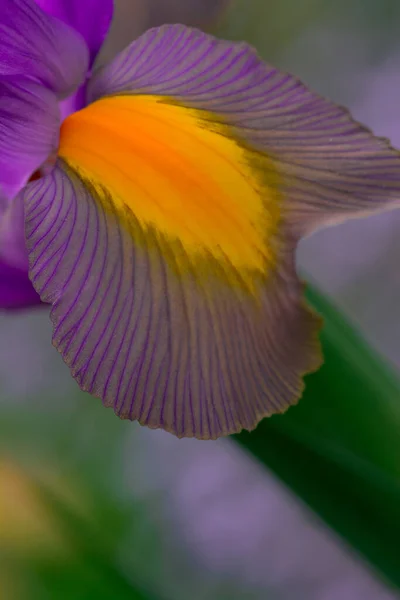 Fiore Iris Blu Davanti Foglie Verdi — Foto Stock