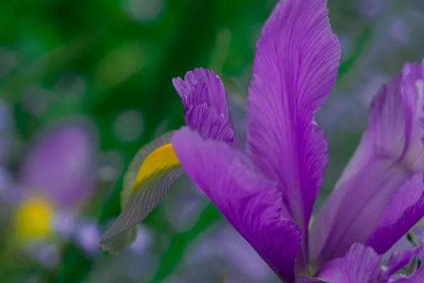 Μπλε Της Ίριδας Λουλούδι Μπροστά Από Πράσινα Φύλλα — Φωτογραφία Αρχείου