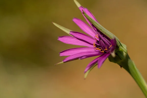 stock image Mcro photography of Purple Salsify flower 