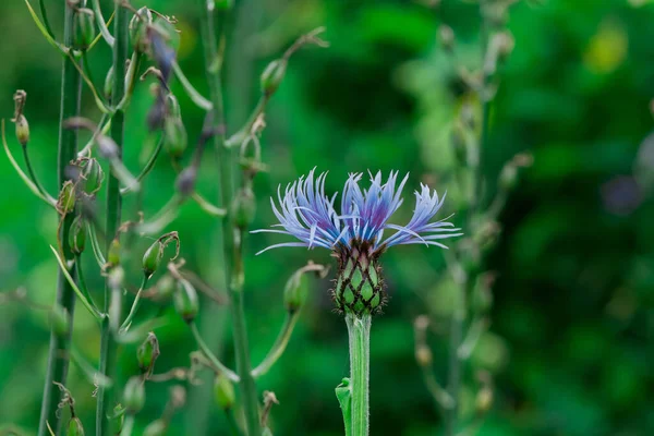 Mehrjährige Kornblume Oder Zentaurea Montana Blume — Stockfoto