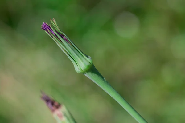 紫紅色の花のマイクロ写真 — ストック写真