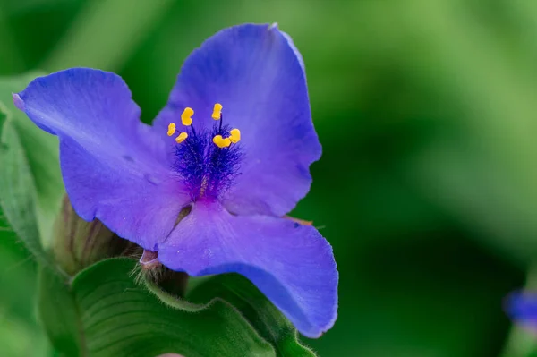 草原Spiderwort花的特写 Tradescantia Occidenta — 图库照片