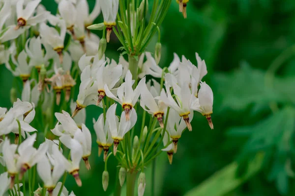 stock image Close-up of Shooting Star (Dodecatheon meadia )