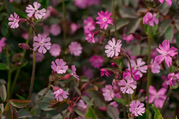 Red Campion Wildfowers Silene Dioica — Stock fotografie