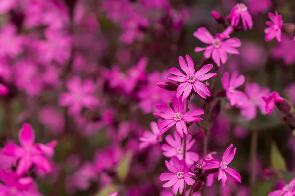 Red Campion Wildfowers Silene Dioica — Foto de Stock
