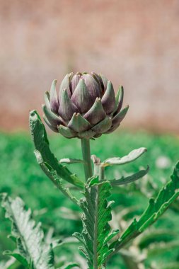 An Artichoke bud that is edible