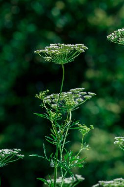 Big white field flower Ammi majus. Bullwort, Queen Anne lace