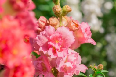 Bir bahçe güzel renkli aslanağzı çiçeği.