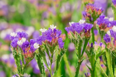 limonium sinuatum or statice salem flowers in blue, lilac, viole