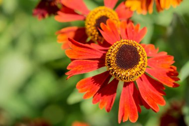 Çiçek açan hapşırık otlarının seçici odak noktası