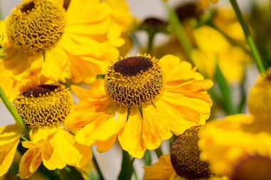 Çiçek açan hapşırık otlarının seçici odak noktası