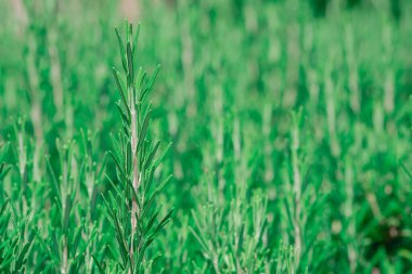 Çiçekli bir biberiye filizi