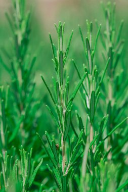 Çiçekli bir biberiye filizi