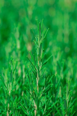 Çiçekli bir biberiye filizi