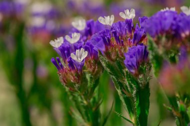 limonium sinuatum or statice salem flowers in blue, lilac, viole
